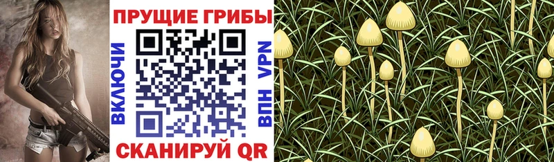 Псилоцибиновые грибы Psilocybe  Купить где  Екатеринбург 
